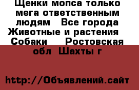 Щенки мопса только мега-ответственным людям - Все города Животные и растения » Собаки   . Ростовская обл.,Шахты г.